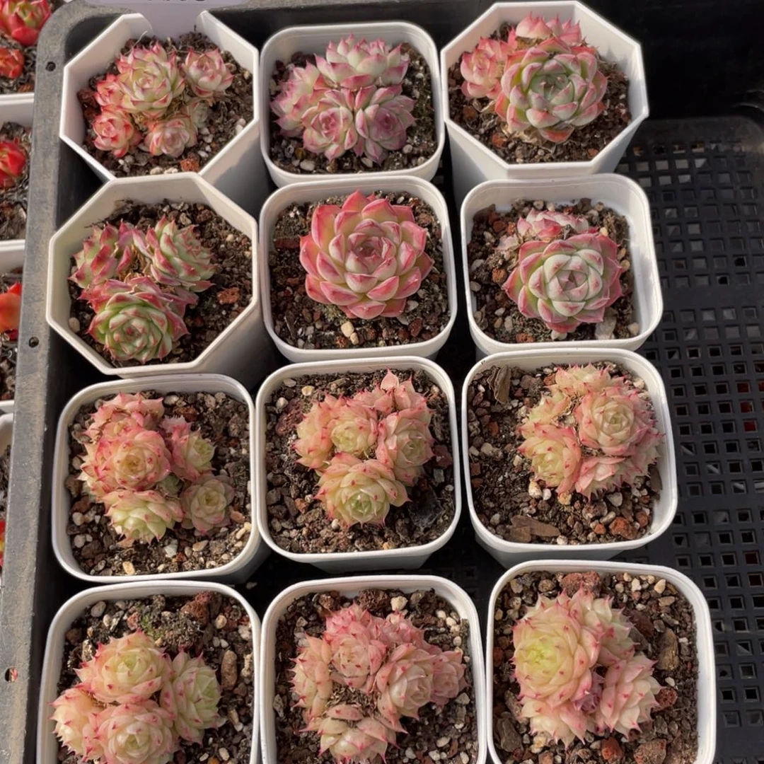 不包整散 盆子不售后0836