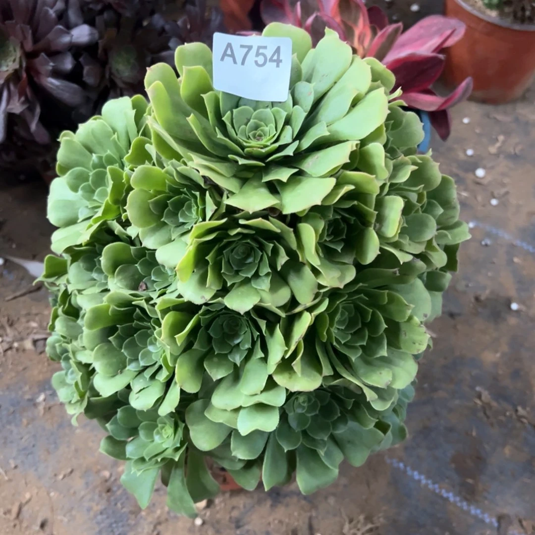 754号绿羊绒多肉植物