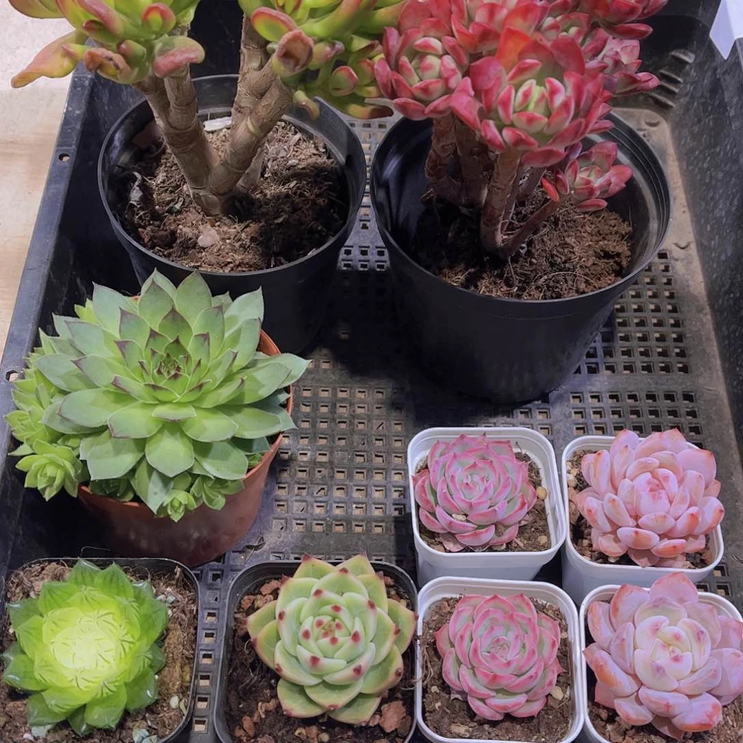 多肉331多肉植物