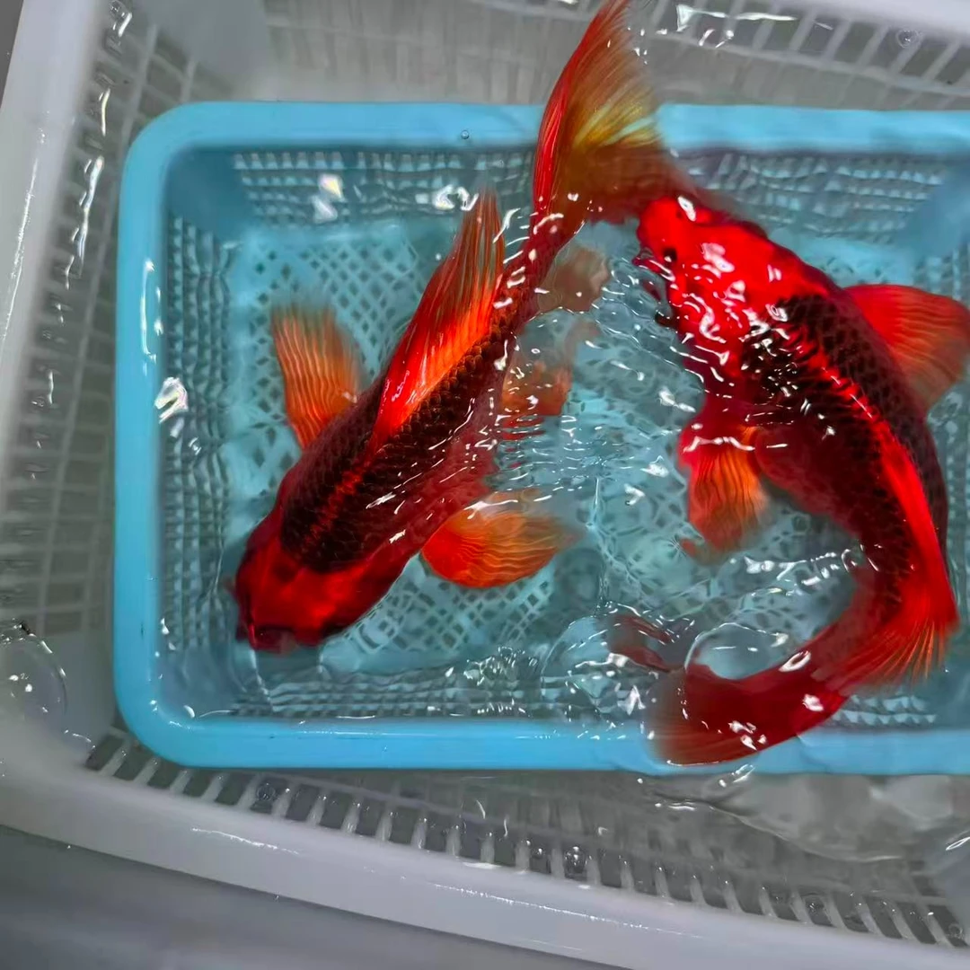 【两条装】18-23厘米球体烈焰虹猫蝴蝶鲤好养耐活大鳍大尾包邮