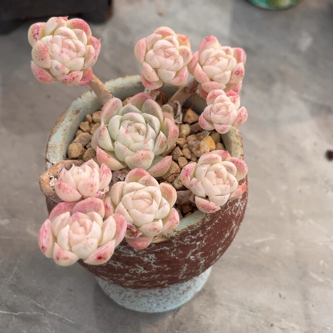 女杂小脸飘枝群生