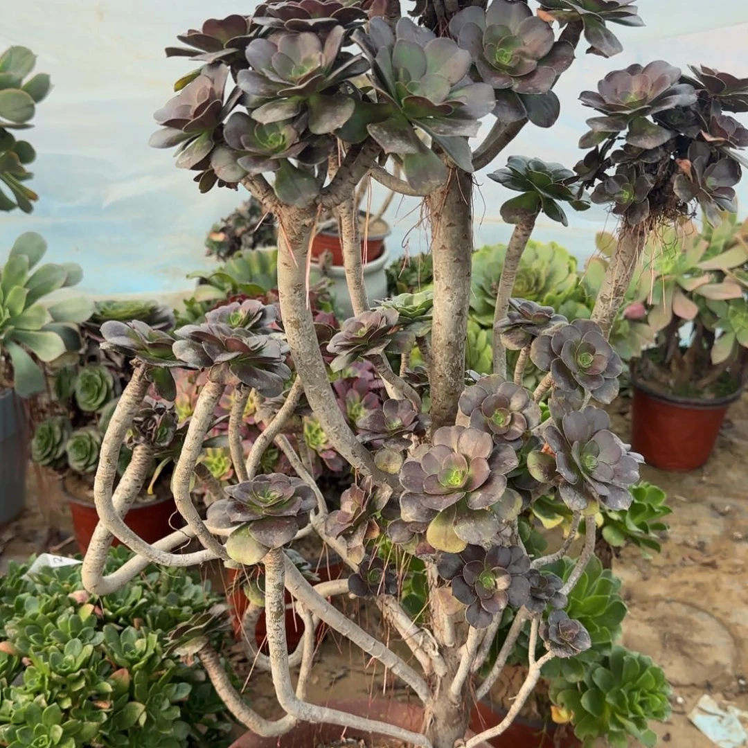 炫彩圆叶巧克力四年桩孤品有砍朵朵包邮断枝不包