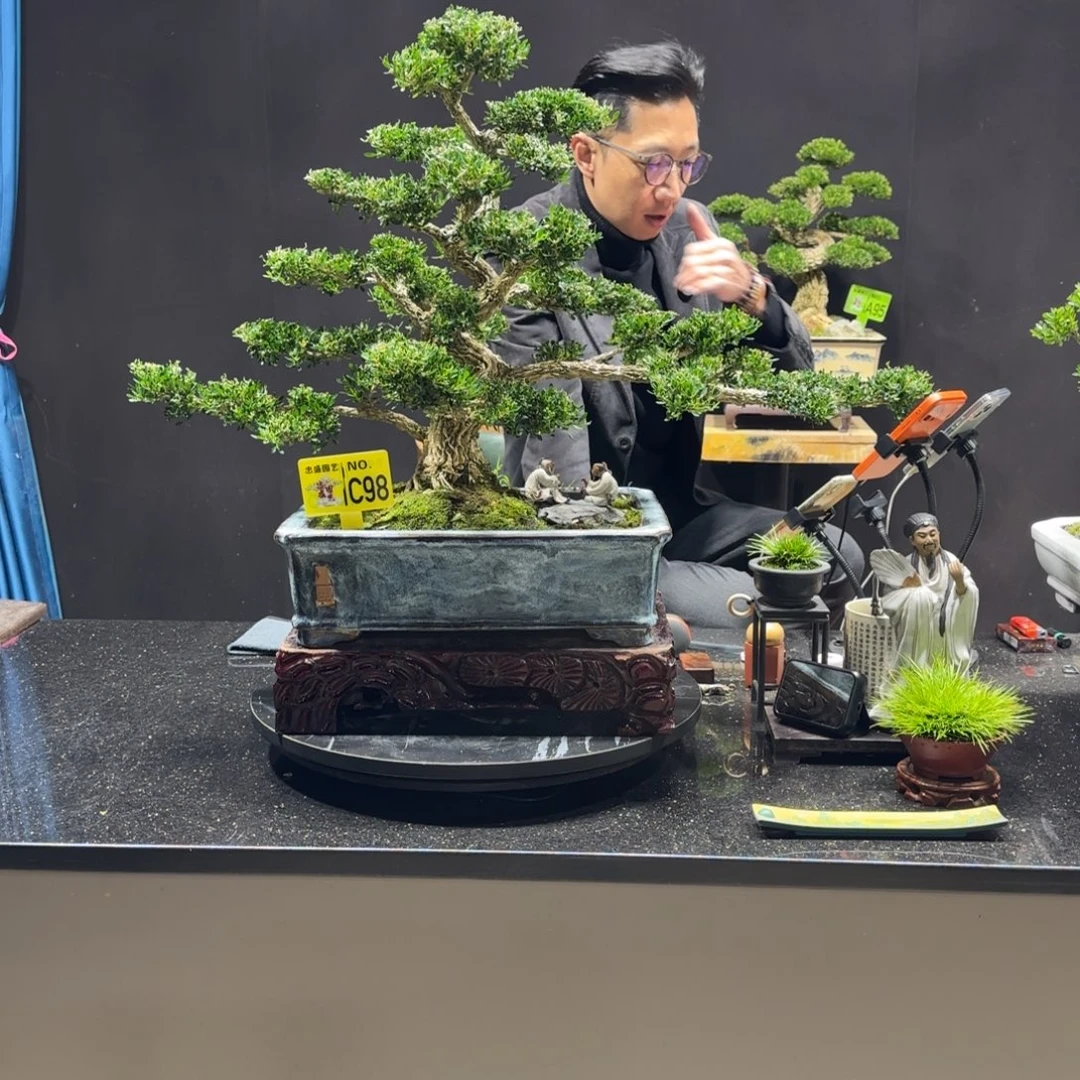 无花朵黄杨室内室外盆景艺术