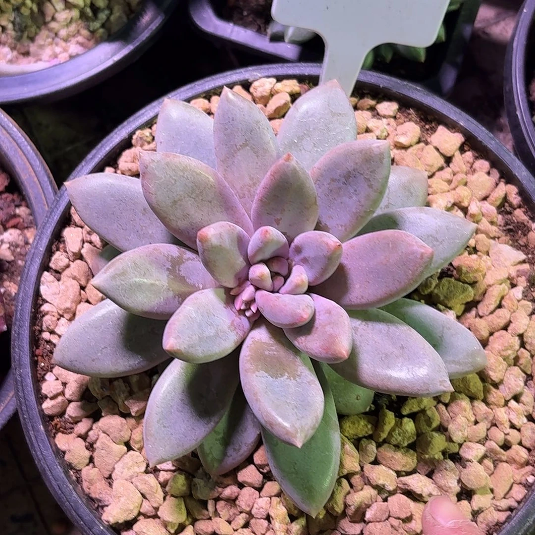 海豚体哥特萝莉777777777777777777