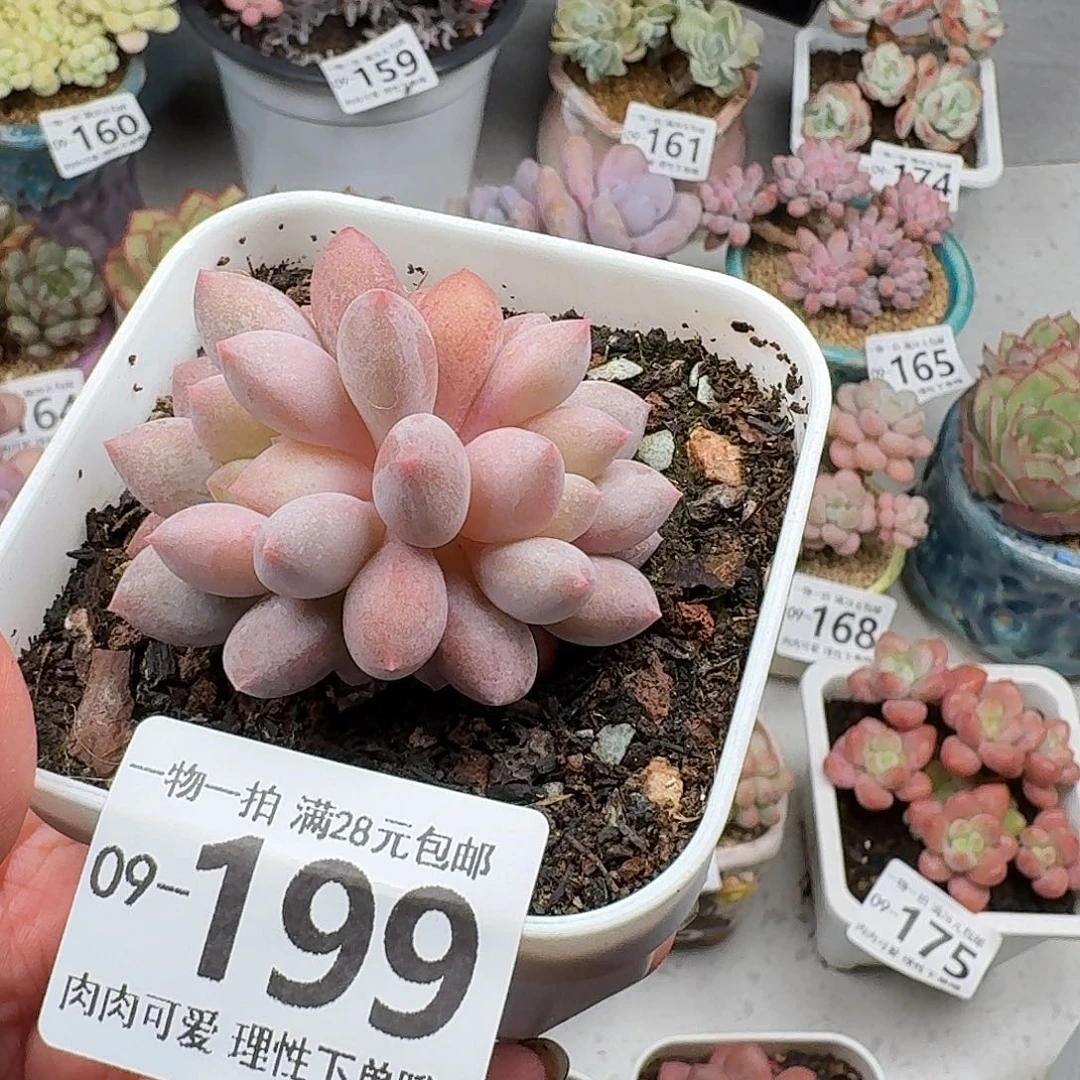 半夏多肉无盆土发货无盆