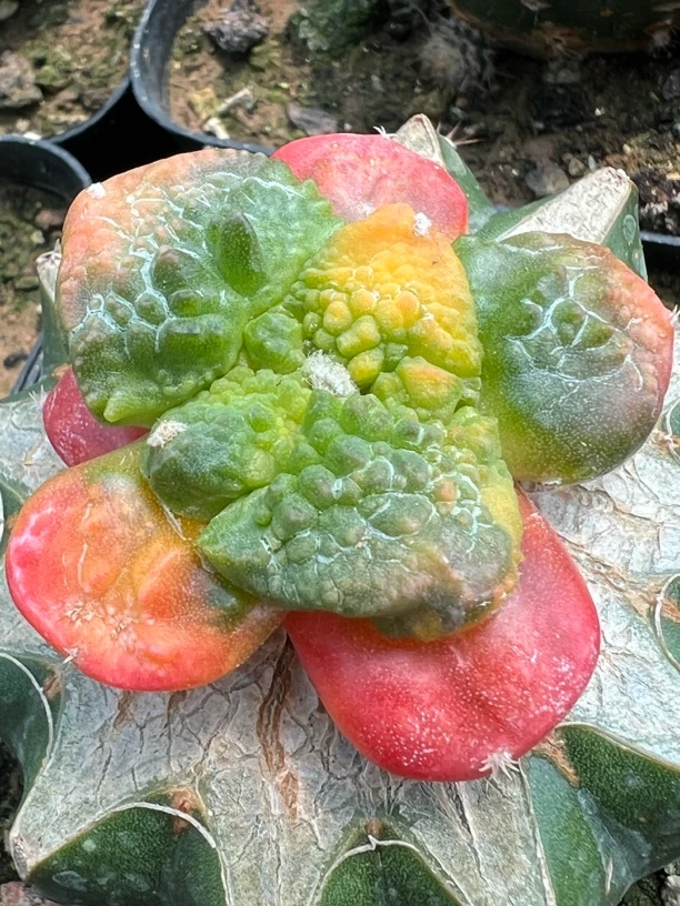 哥斯拉锦红锦黄体可挑大体型草球苗接