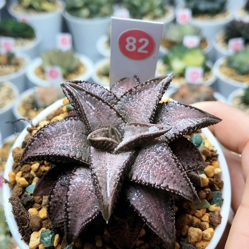 【闪购商品】82银狼蛛