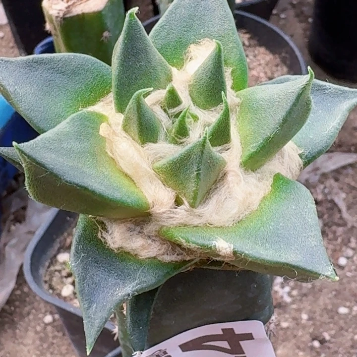 无花朵福利苗接龙牙144