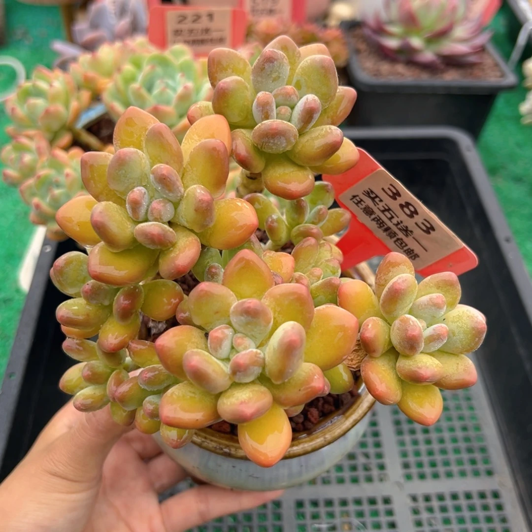 表妹精品多肉植物383.