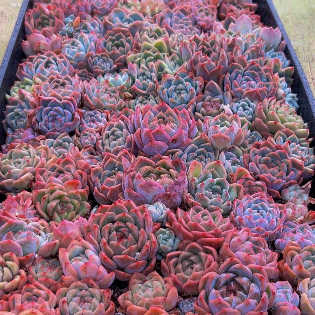 083多肉葡萄的味道是真的很好吃