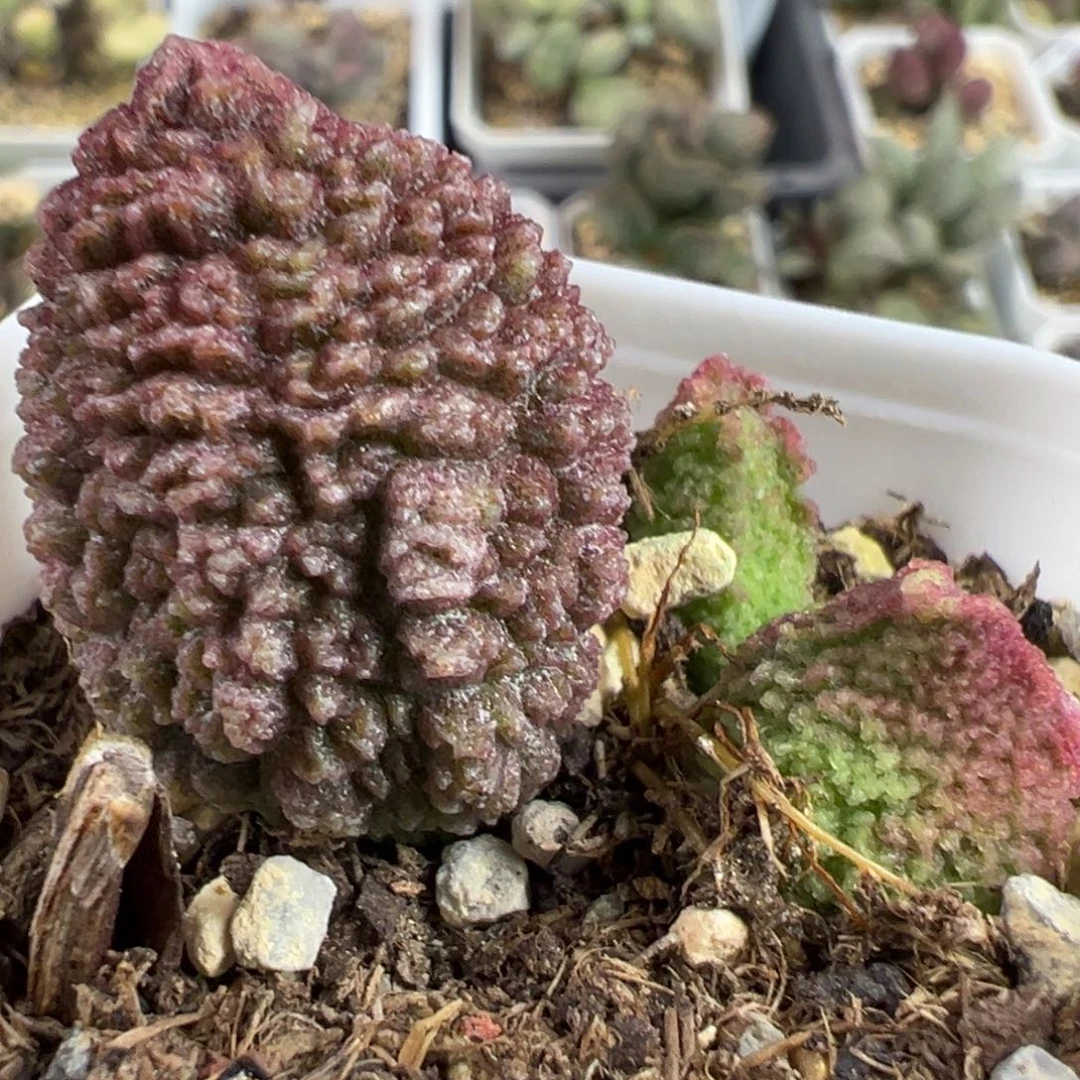 实生新品大苗多肉植物水泡多肉植物