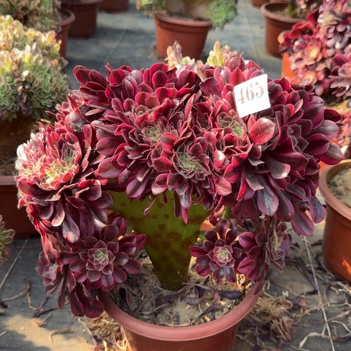 美杜莎法师锦缀化465