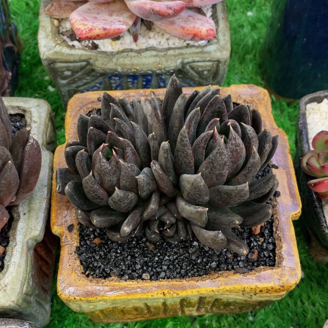 多肉植物盆栽多肉