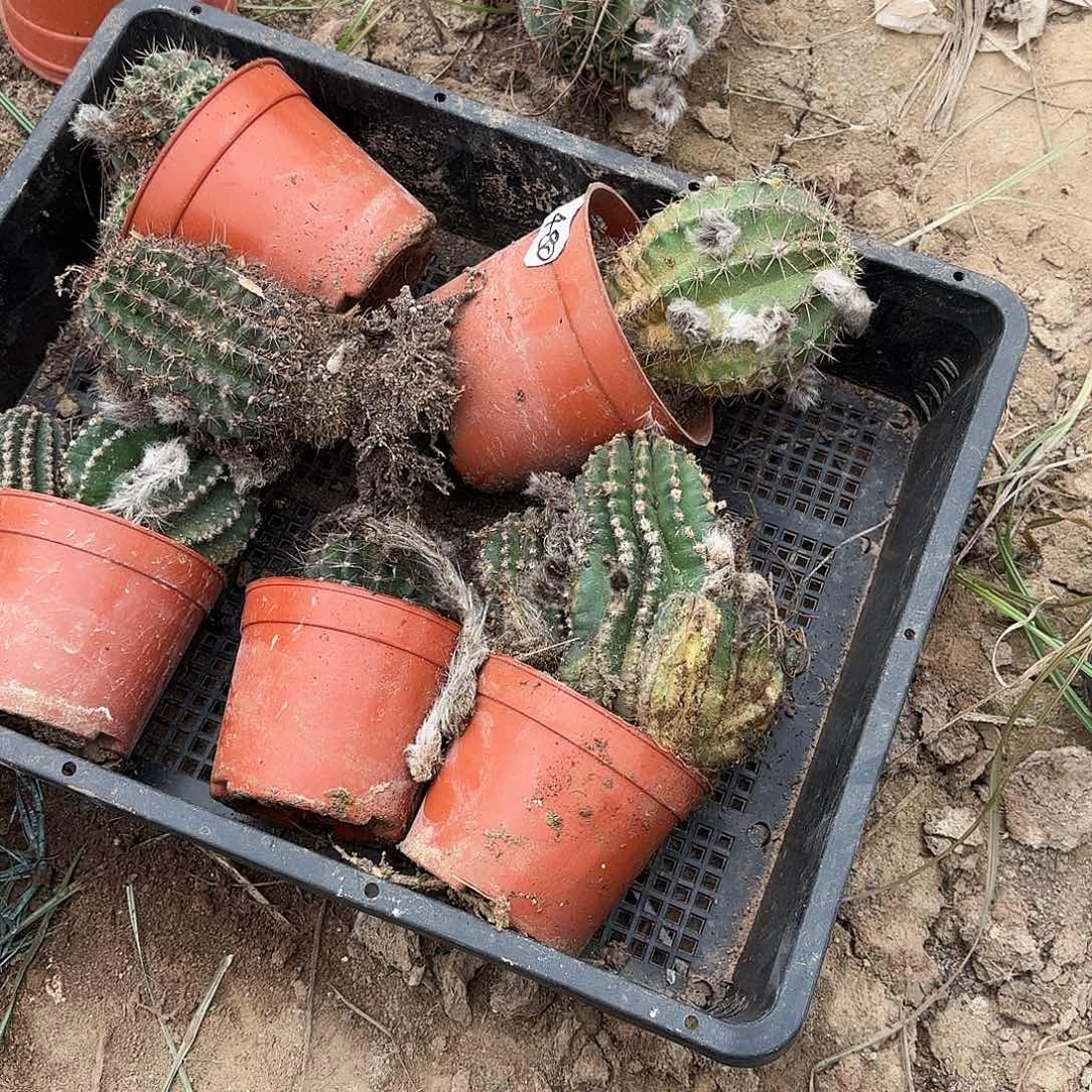 67 号瑕疵无售瑕疵