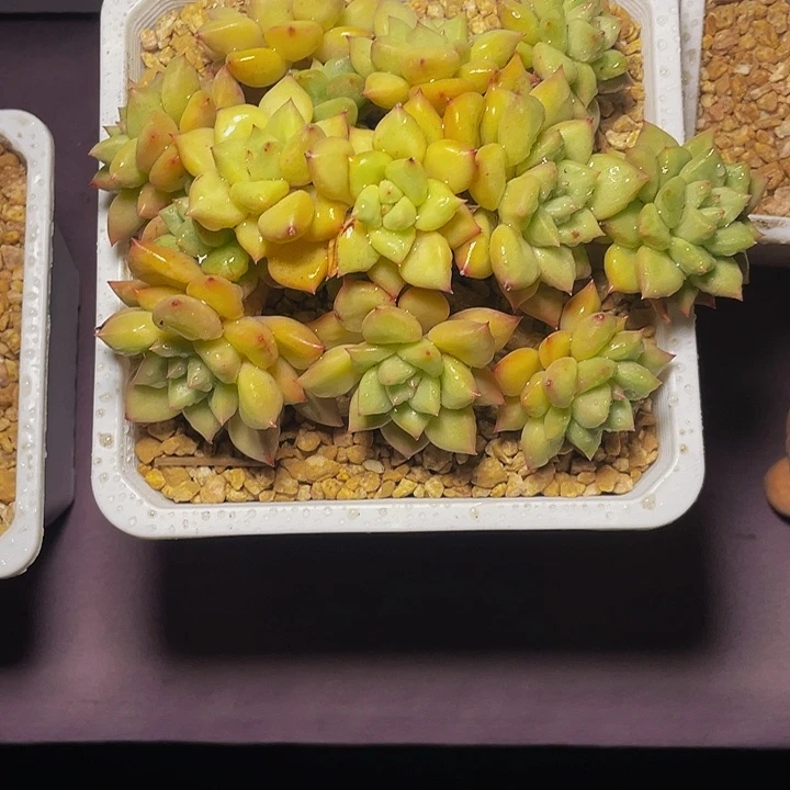 风***丽寄养多肉植物象牙