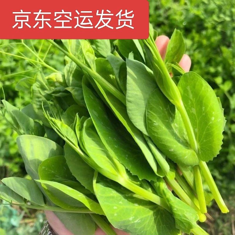 四川豌豆尖顺丰冷链 现采现发高原豌豆尖 新鲜脆嫩火锅米线龙须菜