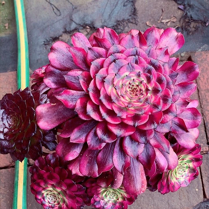 美姬多肉啊啊啊啊