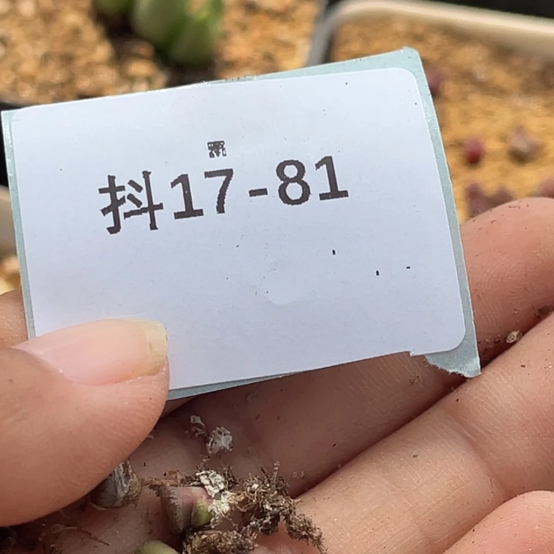 桃***子17-81肉锥多肉植物