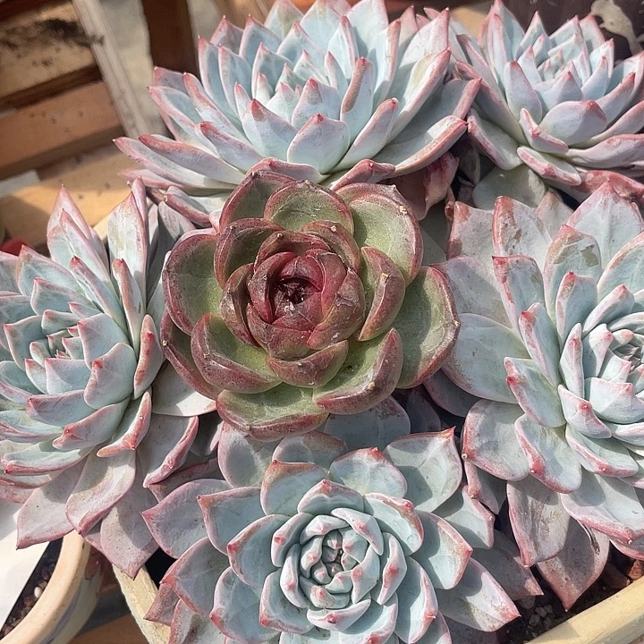 漂***瓶多肉植物肉肉植物