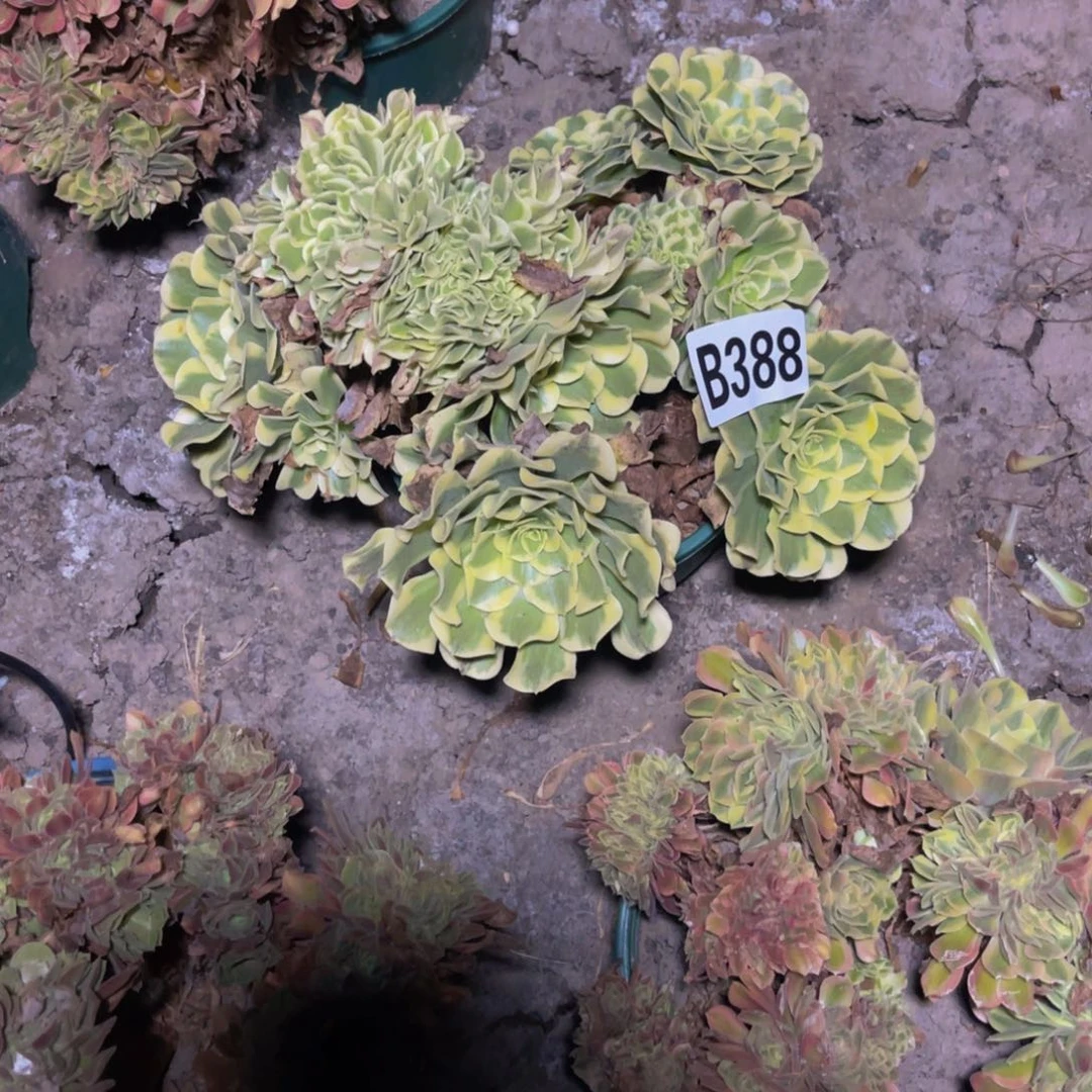绿豆沙法师28///30包邮
