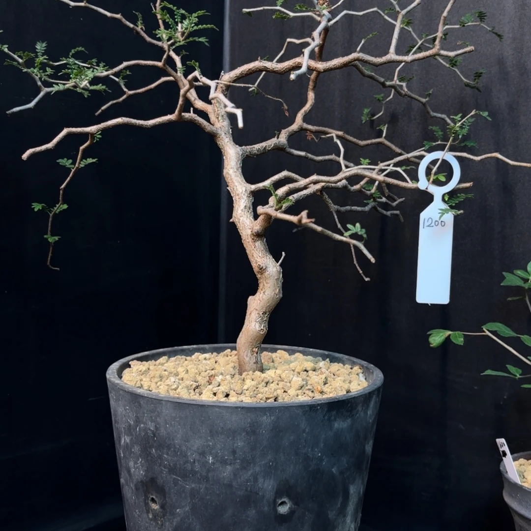 滔天橄榄带盆发货