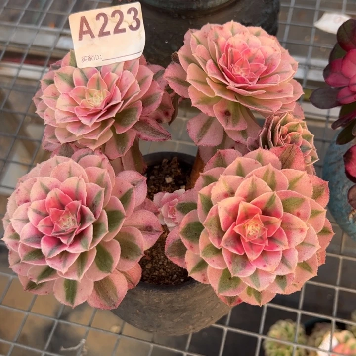 223倾城朵朵小精品15厘米左右