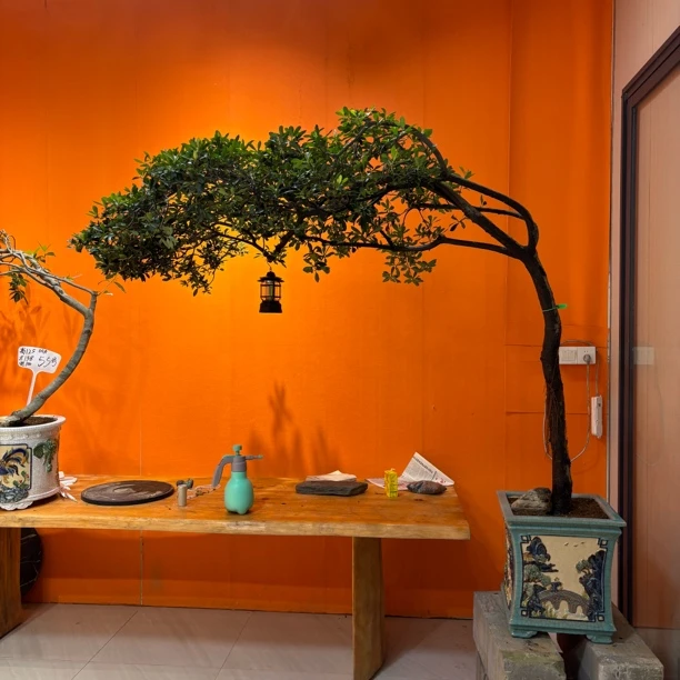 时光｜海岛春花百年矮霸鸡爪老桩 精品意境盆景