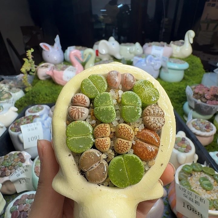 多肉植物和植物的1093