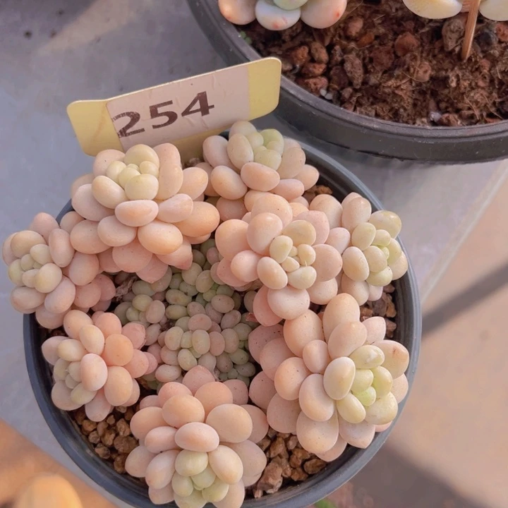 健健康康平平安安