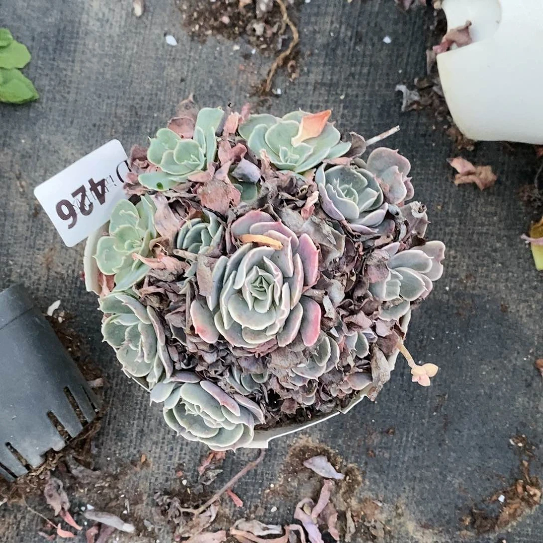 关*426安娜泽维尔多肉