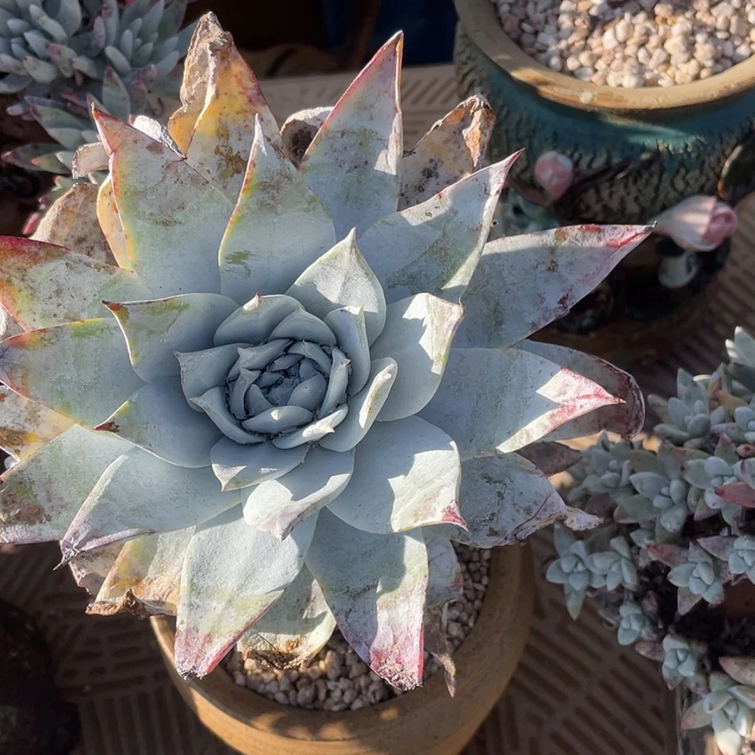 【闪购商品】巨腿雪山