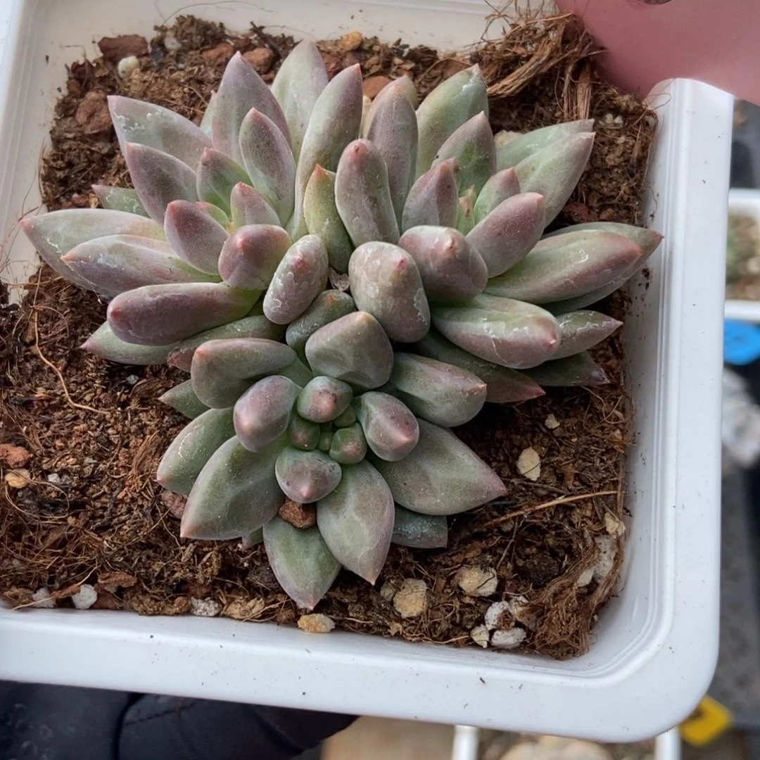 656车厘子多肉植物保护