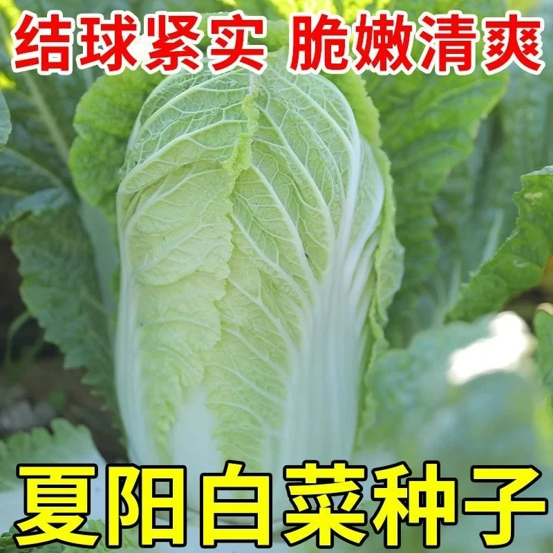 T261夏阳大白菜种子早熟耐高温 一年四季抗热