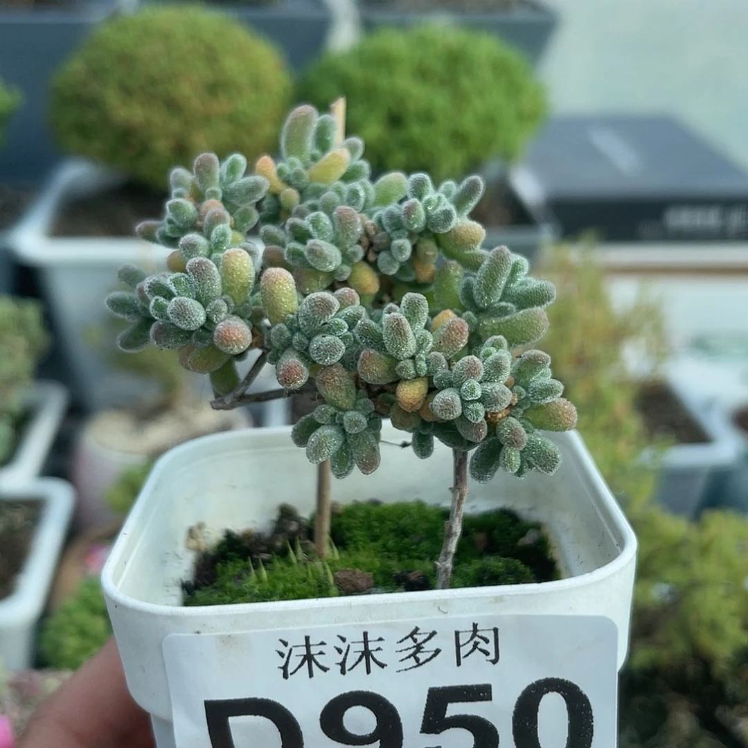 950五彩冰晶妖桩