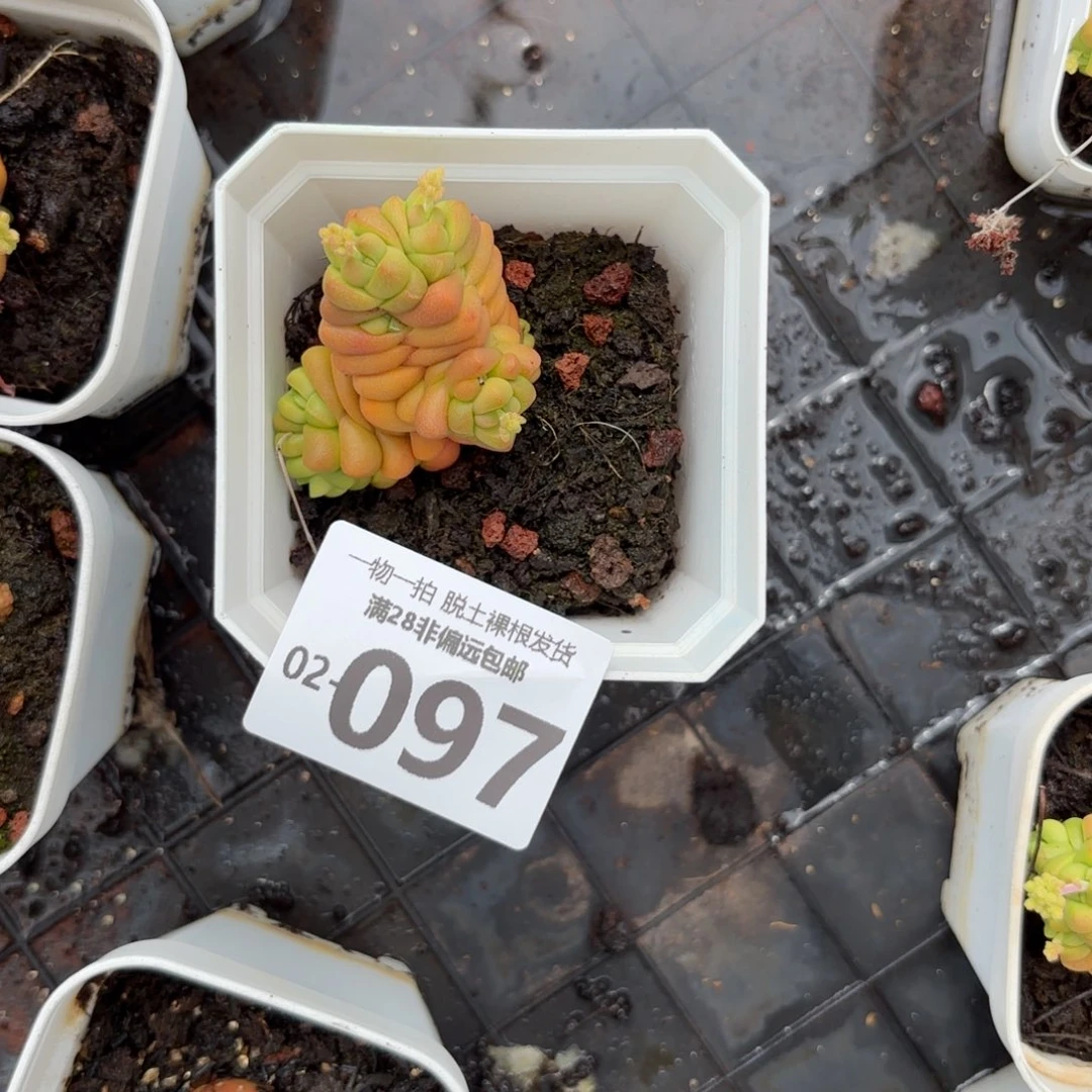 执*寿无限多肉多肉多肉