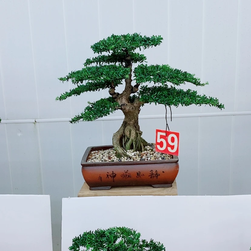 【闪购商品】罗汉松