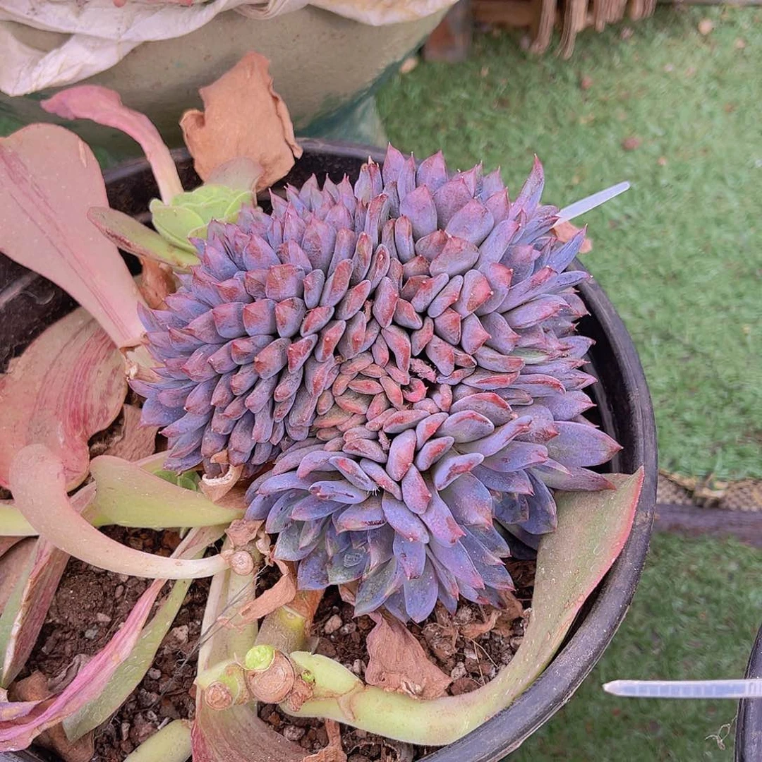 阿*黑曼巴缀力哥