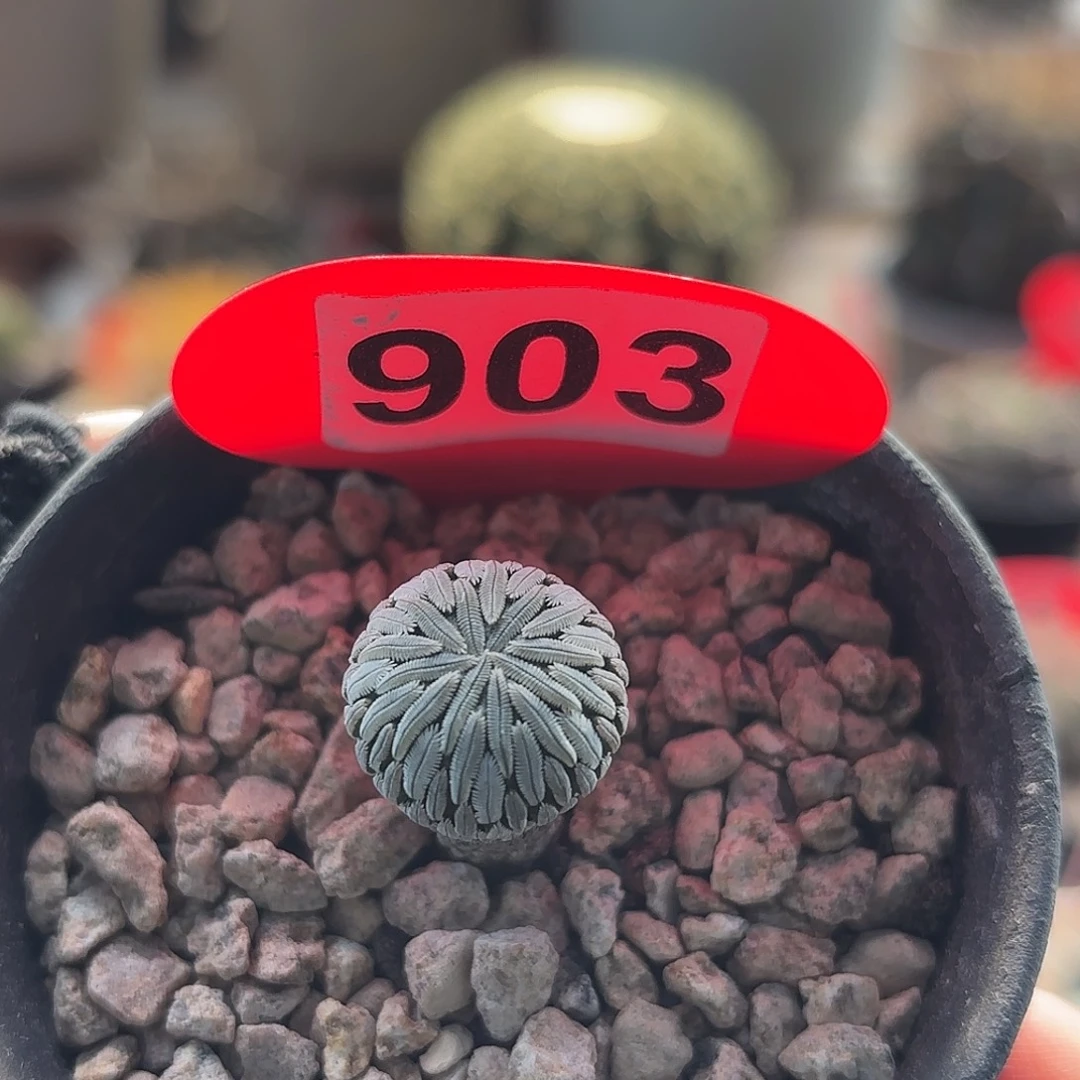 仙人球实生精巧丸