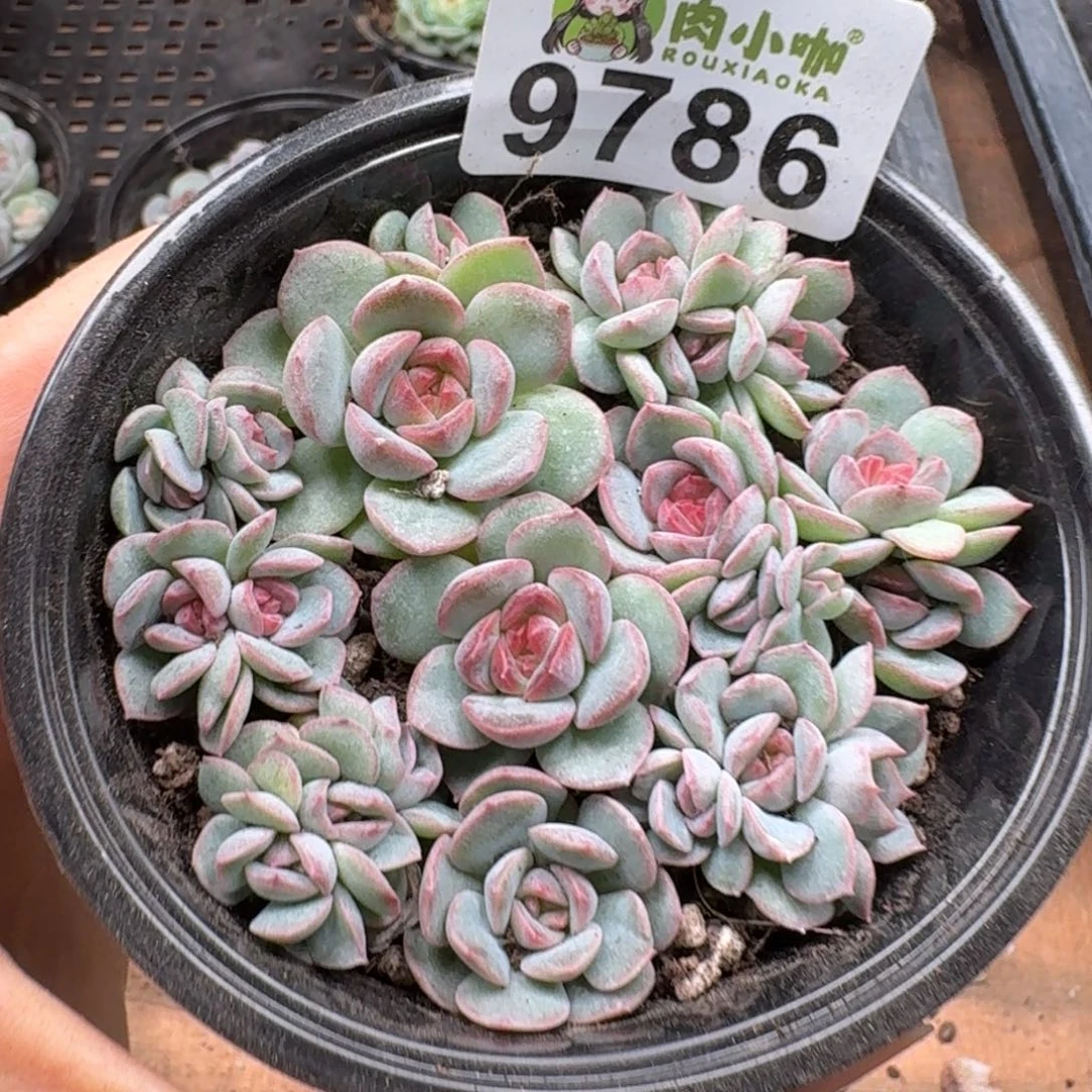 多肉植物多肉植物