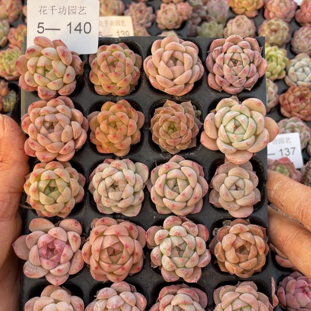 一物一拍20颗小苗5-140