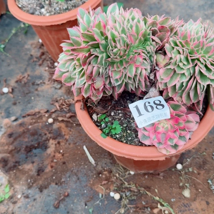 168荔枝缀化多肉植物