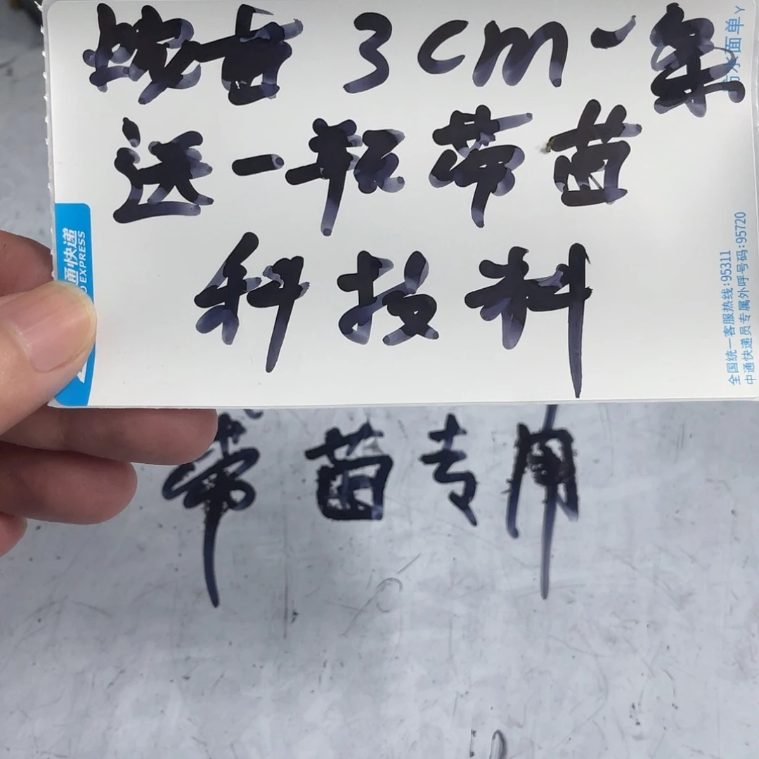 雷龙鱼限量蛇苗3厘米送一瓶带苗子科技饲料