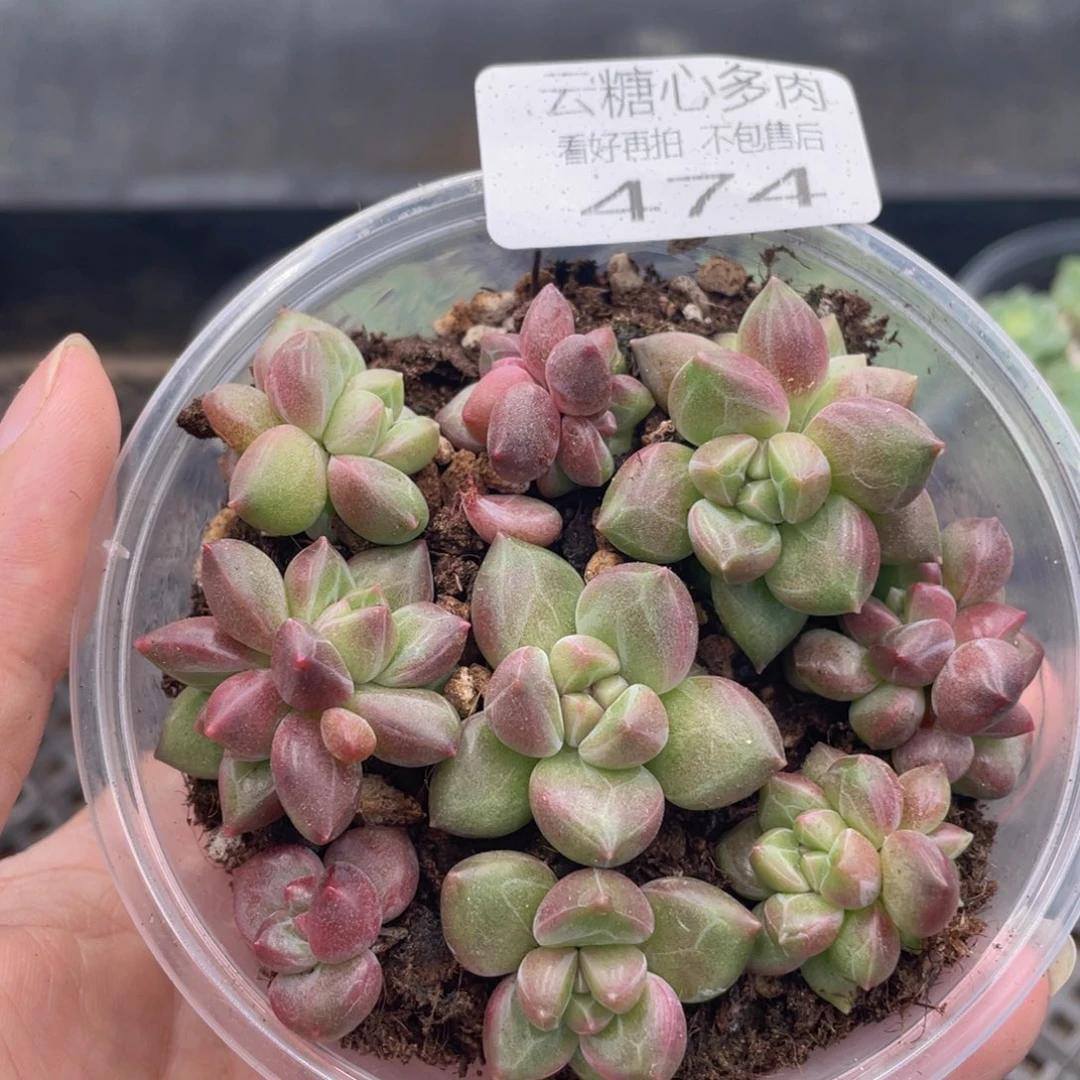 云糖心多肉植物474