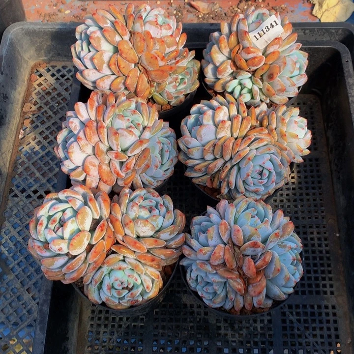 111341六个嗯嗯嗯嗯嗯嗯好