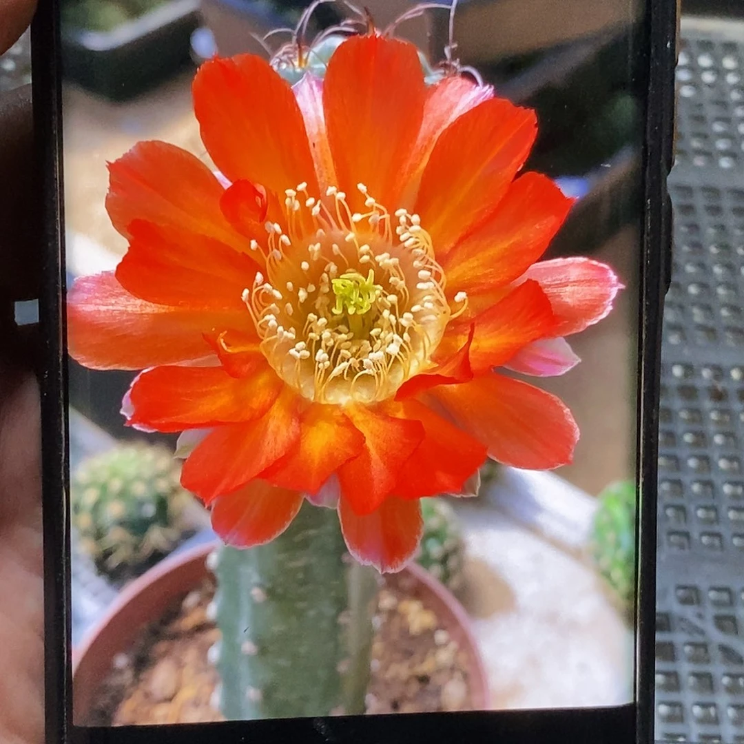 丽 火凤凰侧芽歪20包邮/4–5公分