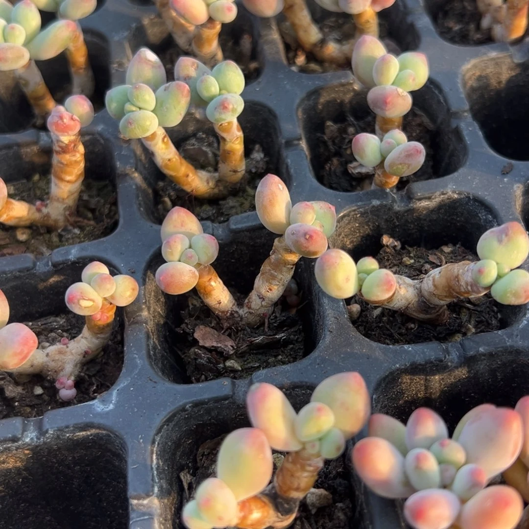 双头小老庄苹果奶酪到手2颗 量拍多肉满18包邮