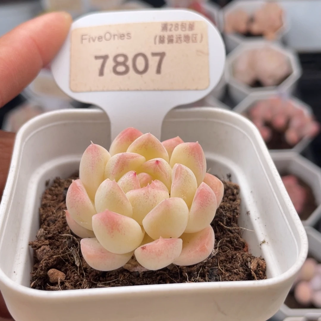 白淘气水7807-4.0厘米