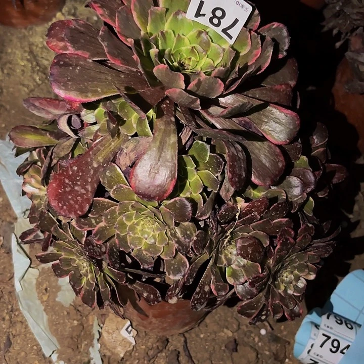 781超墨多肉植物不售后