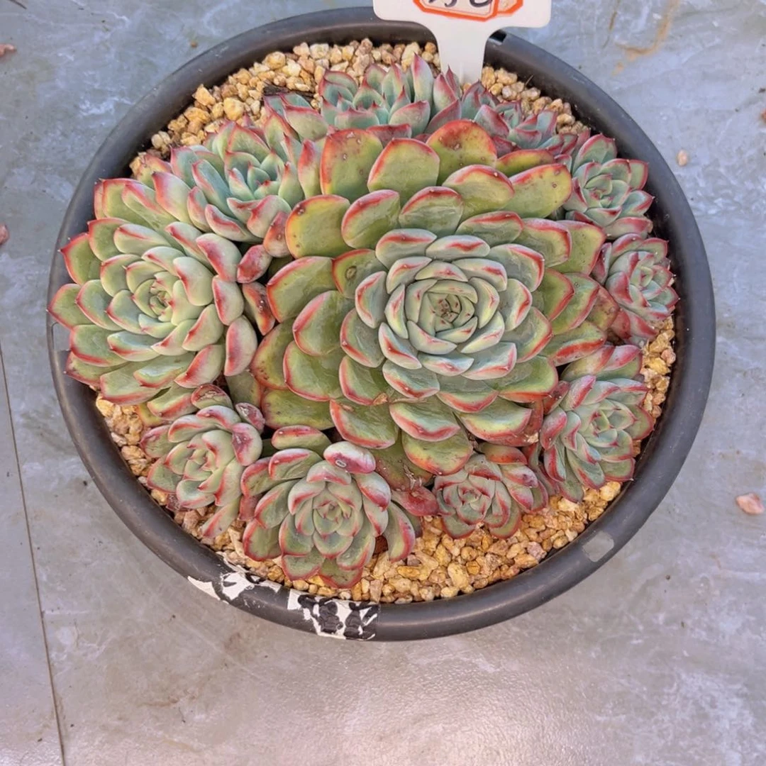 G****j荷花350多肉植物