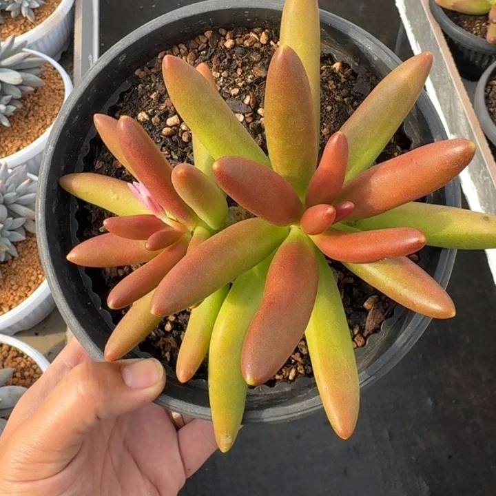 椰子树 双头 一物一拍